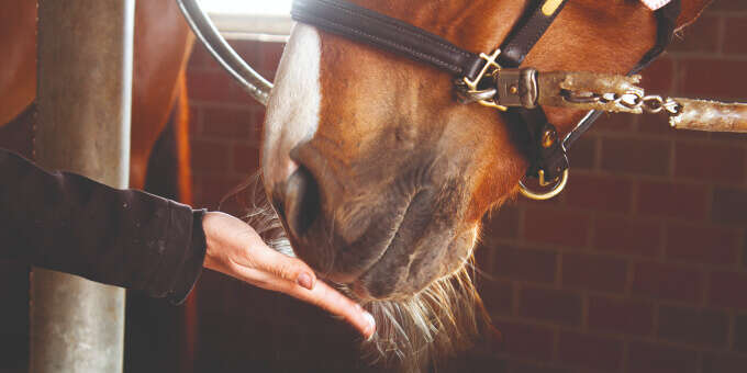 Hand füttert Pferd
